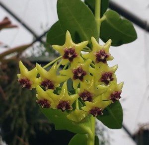 Hoya cumingiana, Paluki, Porcelain Flower, Wax Flower, Hoya cumingiana